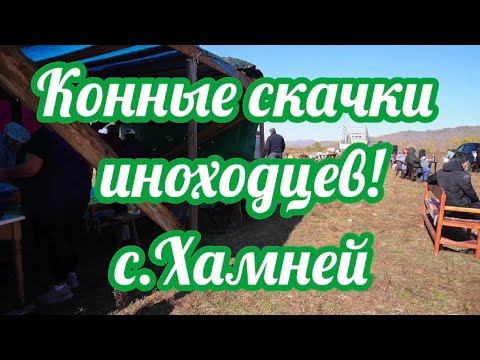 Видео: Районные конные скачки иноходцев село Хамней.24.09.2025.Гл.организатор Баиров А.Ш.