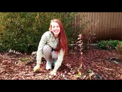 Видео: Как мульчировать почву корой? – Ответы на вопросы
