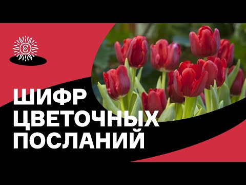 Видео: Язык цветов