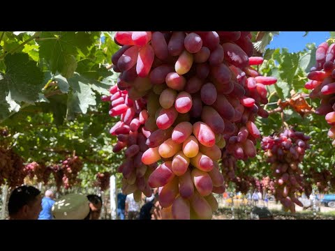 Видео: УЗУМ ШОХИНИ ТАКАЛАШ КЗГИ ОЙЛАРДА