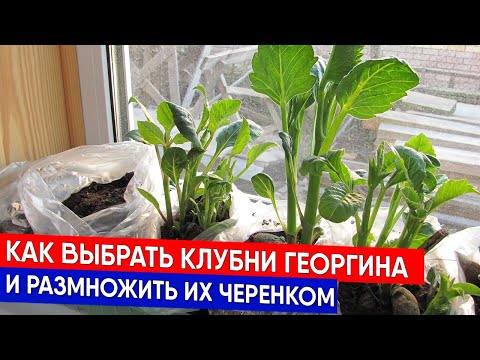 Видео: Как выбрать клубни георгина и размножить их черенком