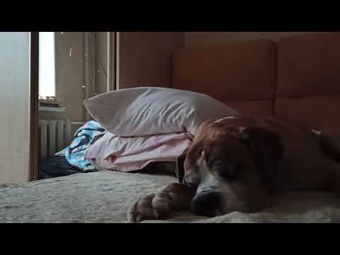 Видео: Телохранитель луны