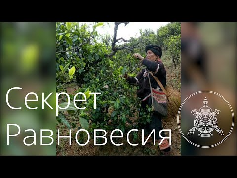 Видео: Изготовление чая Шу Пуэр "Секрет Равновесия" Podarkivostoka
