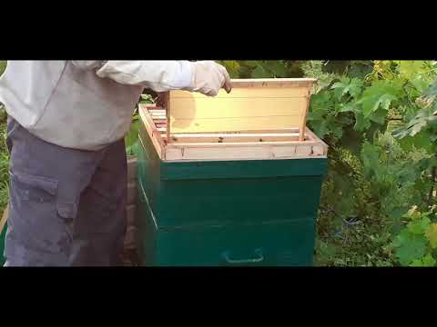 Видео: Привезли из леса полные ловушки пчел.Пересадка пчел из ловушек в улей.
