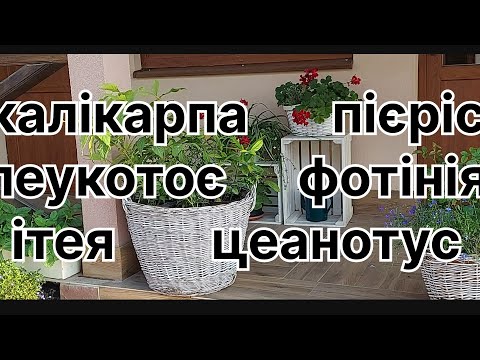 Видео: які декоративні неординарні кущі прикрасять сад🍀ітея, калікарпа, пієріс, леукотоє, цеанотус, фотінія