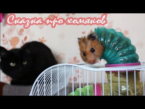 Видео: Сказка про хомяков от канала ХОМКИ. Хит 2018!  a fairy tale about hamsters