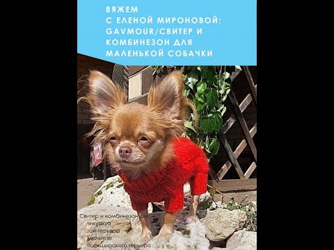 Видео: Мастер-класс №9 "Комбинезон/свитер для маленькой собачки" #свитердлясобаки