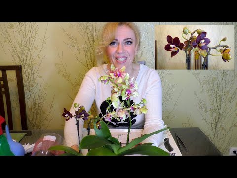 Видео: НОВЫЕ ОРХИДЕИ! 🤗🌺 Ну ВЕСНА же!!!