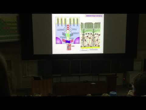 Видео: Гистология Глинкина -Контакты