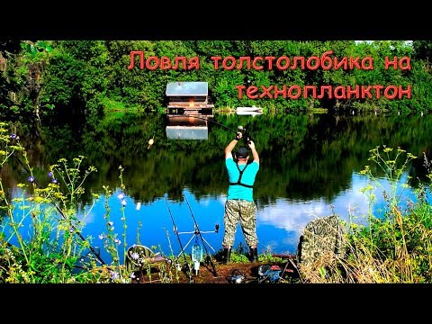 Видео: Ловля толстолобика на технопланктон. Рыбалка на толстолобика.