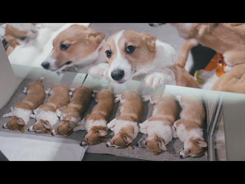 Видео: Через некоторое время семь арахисов исчезают.