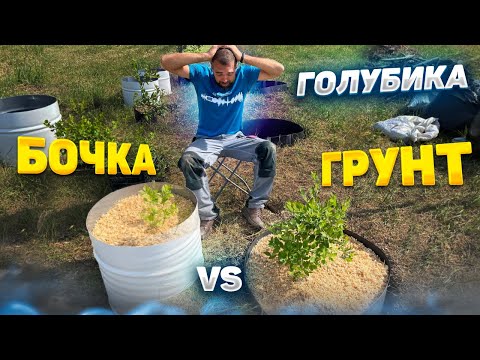 Видео: Способы посадки голубики | Делай по методичке | Бочка или грунт?