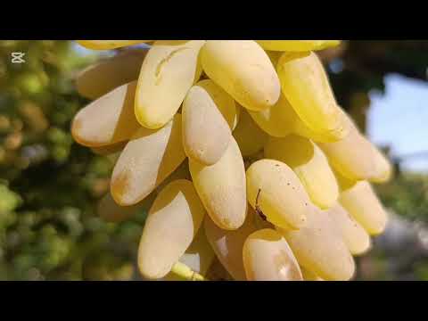 Видео: УЗУМ КУЗГИ ПАЙВАНДИ..ПИНДИК УЛАМАСИ