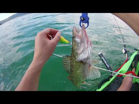 Видео: Тролинг на бяла риба с каяк   Trolling Walleye 2