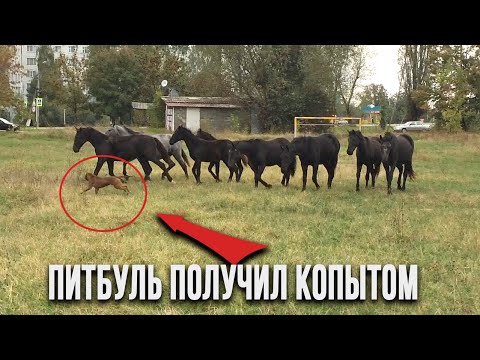 Видео: Питбуль против табуна лошадей. Лошадь лягнула питбуля. Новый друг Спайка немецкий боксер Майк.