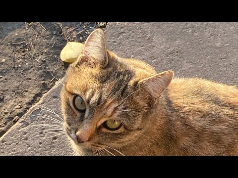 Видео: Дача в осени 🍂що готувала що робила 🫶трохи природи🌿