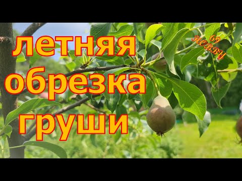 Видео: ЧТО делать с волчками на ГРУШЕ! ? Летняя обрезка груши! Для ЧЕГО