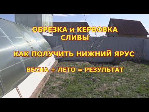 Видео: ОБРЕЗКА и КЕРБОВКА  СЛИВЫ. Весна + лето = результат