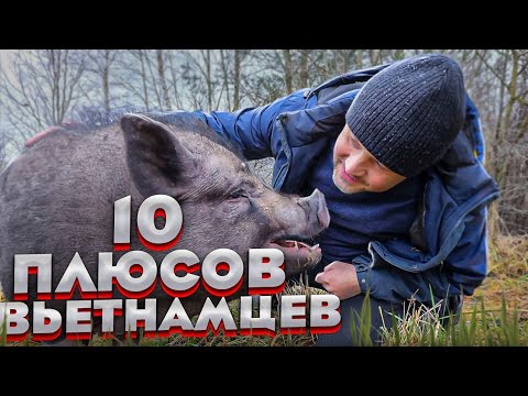 Видео: Вьетнамские свиньи. 10 плюсов и мифы о содержании вьетнамских свиней.