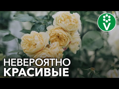 Видео: ТОП-7 сортов плетистых роз, которые преобразят любой сад!