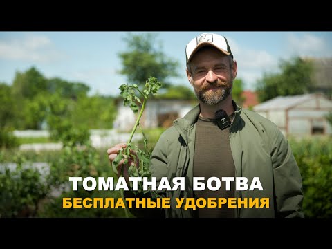 Видео: ВСЁ ЕЩЁ ВЫБРАСЫВАЕТЕ БОТВУ ТОМАТОВ? ЗРЯ! Ценнейшие и бесплатные удобрения из ботвы томатов.