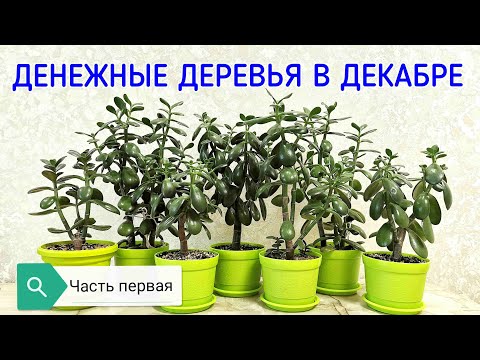 Видео: Денежные деревья в декабре. Часть первая. Денежное дерево. Толстянка.