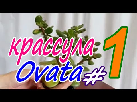 Видео: Крассула Овата /Денежное дерево. Апрель 2023