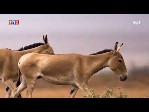 Видео: Хүрээлэн амьд ертөнцийн цуврал  Хулан II хэсэг