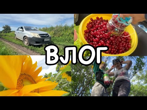 Видео: Деревенский СТИЛЬ  |  собираем ВИШНЮ | семейный ВЛОГ. #мамавдекрете  #семья #деревня #влог