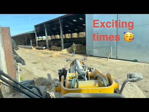 Видео: Жонглирую коровами весь день 😝