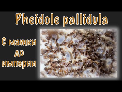 Видео: Как развивалась моя колония Pheidole pallidula в течение года !!!