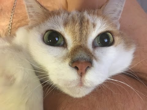 Видео: Сахарный диабет у кошек - не приговор!