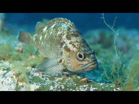 Видео: В Чёрном море появился опасный хищник