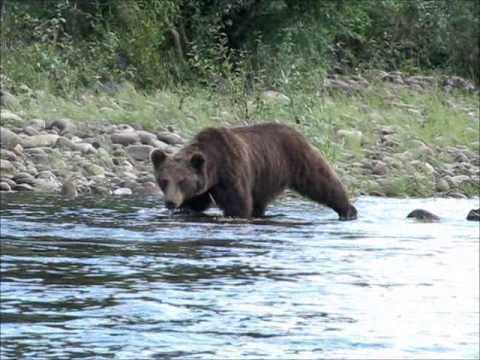 Видео: Сибирь 2011 Гилюй(вверх) Сутам Гонам Учур Алдан