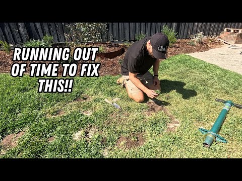 Видео: Устраняю проплешины на газоне в Буффало с помощью моего секретного оружия