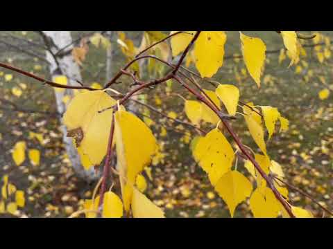 Видео: ОСЕННИЙ МОТИВ композитор Эмилия Пермякова  AUTUMN TUNE music by Emiliya Permiakova