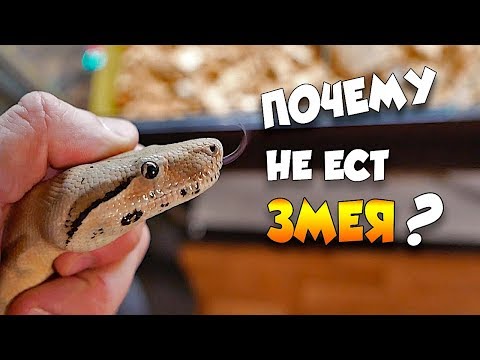 Видео: Почему Змея не ЕСТ - Что делать❓