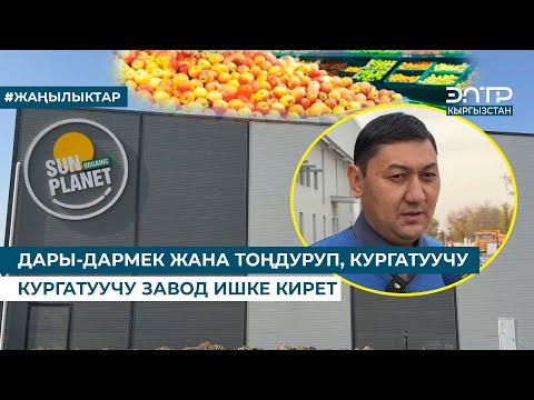 Видео: ДАРЫ-ДАРМЕК ЖАНА ТОҢДУРУП, КУРГАТУУЧУ ЗАВОД ИШКЕ КИРЕТ