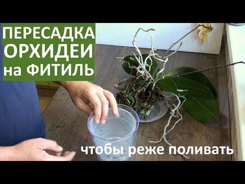 Видео: ПЕРЕСАДКА ОРХИДЕИ ДЛЯ РЕДКОГО ПОЛИВА НА ФИТИЛЬ