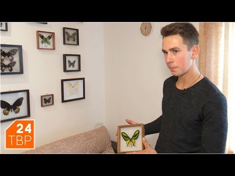 Видео: Жуки и бабочки Артёма Ульянова | Новости | ТВР24 | Сергиев Посад