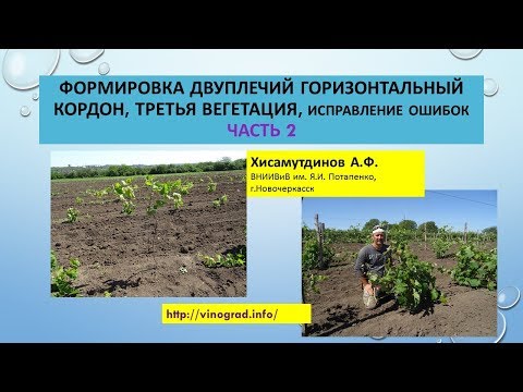 Видео: Двуплечий кордон, третья вегетация, исправление ошибок.ЧАСТЬ 2. Хисамутдинов АФ