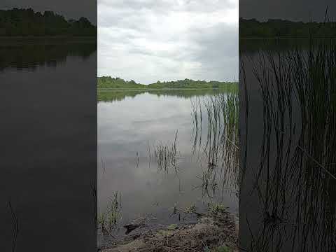 Видео: Вечерняя рыбалка на реке