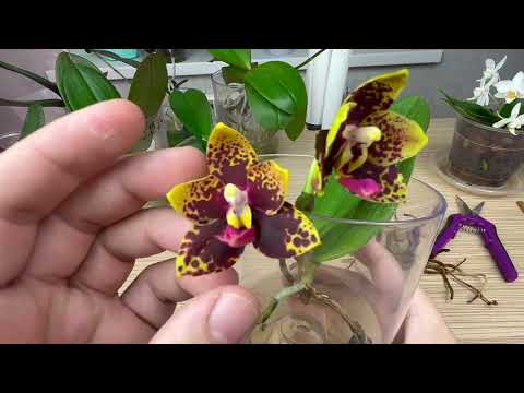 Видео: орхидеи над водой // ВАЖНЫЙ НЮАНС легкого наращивания НОВЫХ корней орхидеи