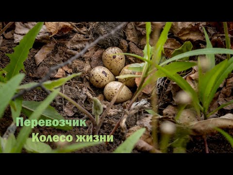 Видео: Перевозчик. Колесо жизни.