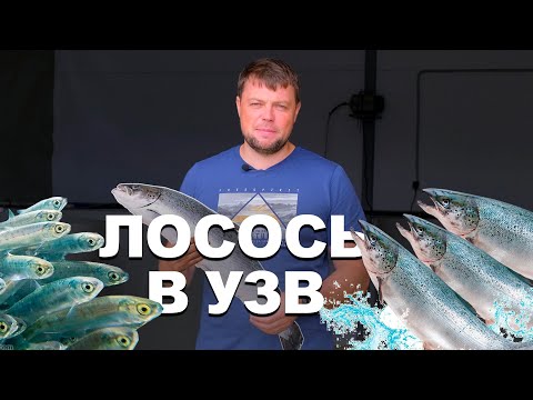 Видео: Лосось в УЗВ. Часть 1