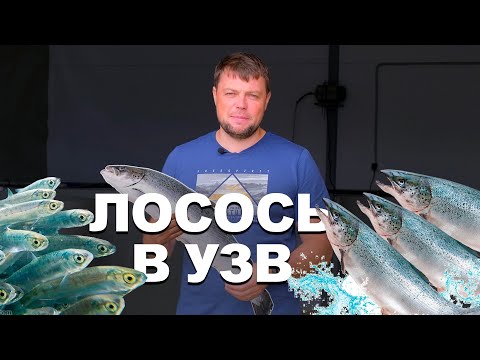 Видео: Лосось в УЗВ. Часть 1