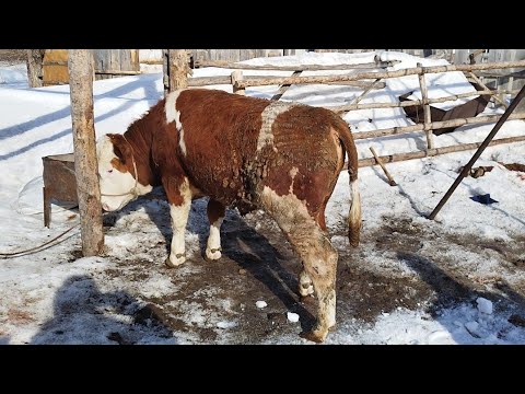 Видео: Бордақы бұқалар