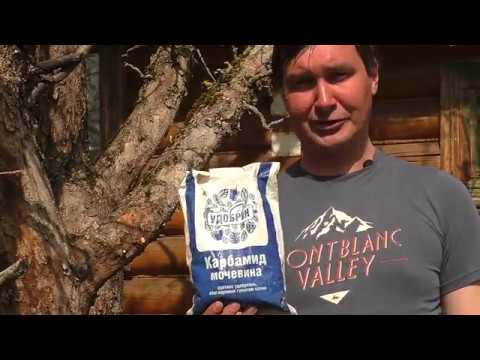 Видео: Как избавиться от мха и лишайников на деревьях