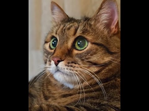 Видео: #Заб Во батл 👌☕️😎👍