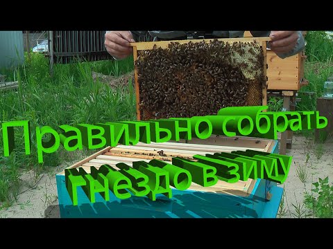Видео: Профессор Кашковский: Как правильно собирать гнездо в зиму?